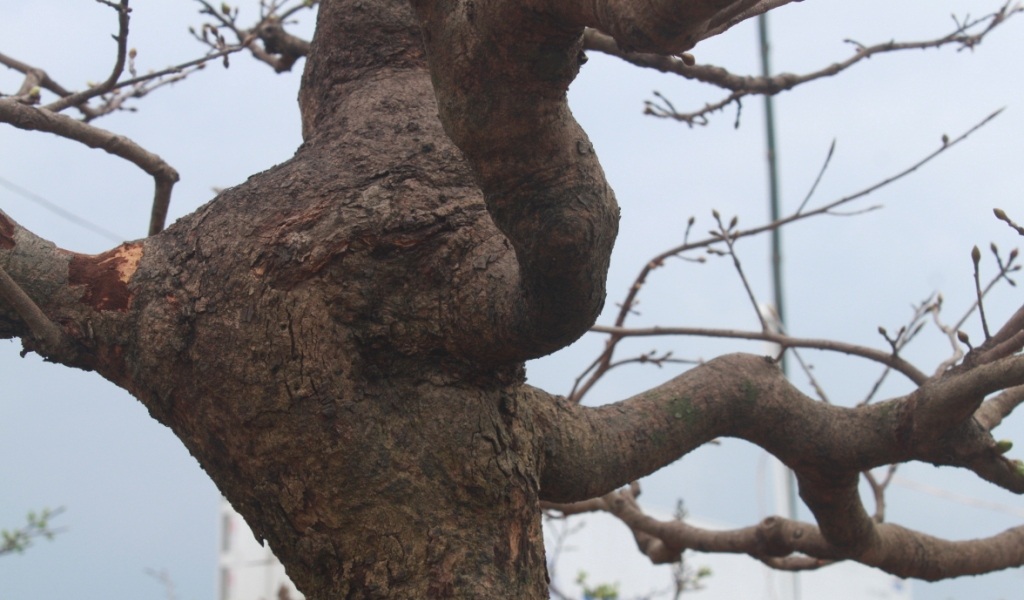 Thân, cánh tay với các u cho thấy sự mạnh mẽ của cây