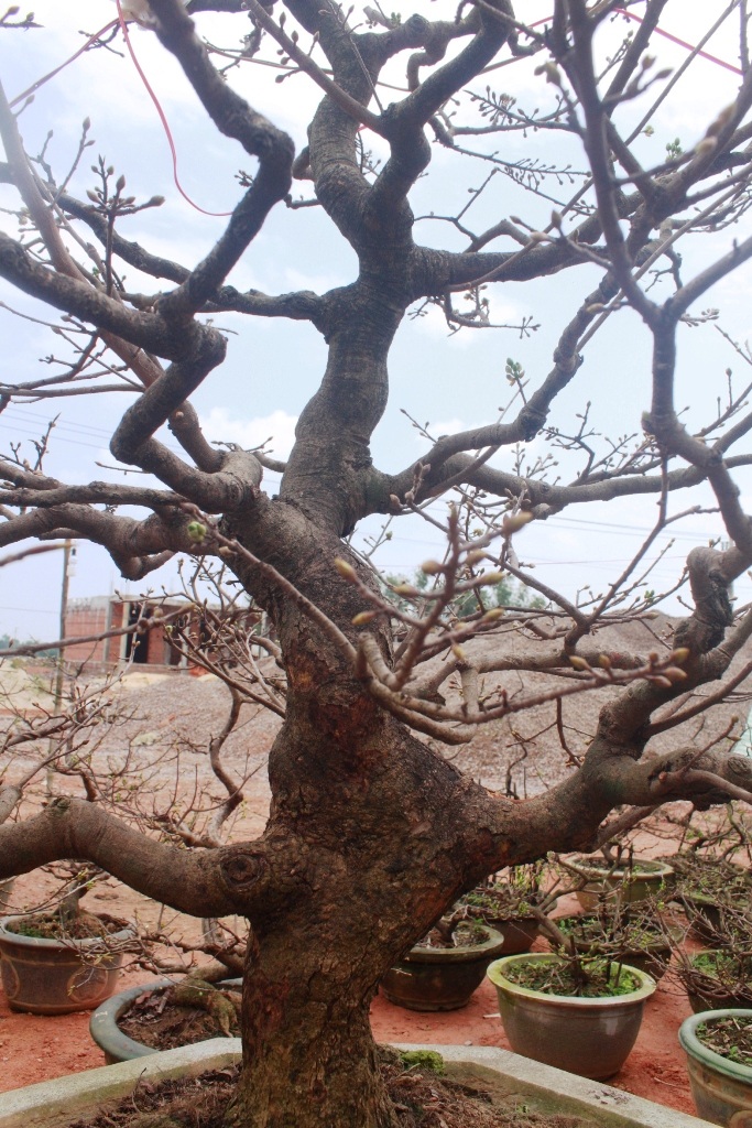 Dáng thế độc, lâu năm làm tăng giá trị của cây