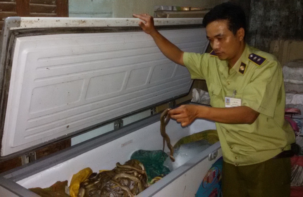 Số rắn nước biến hóa thành rắn hổ mang bị lực lượng Quản lý thị trường Phú Yên bắt trước đó