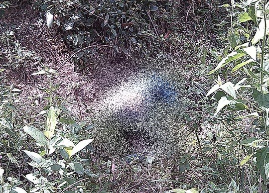 Nơi phát hiện thi thể nữ sinh.