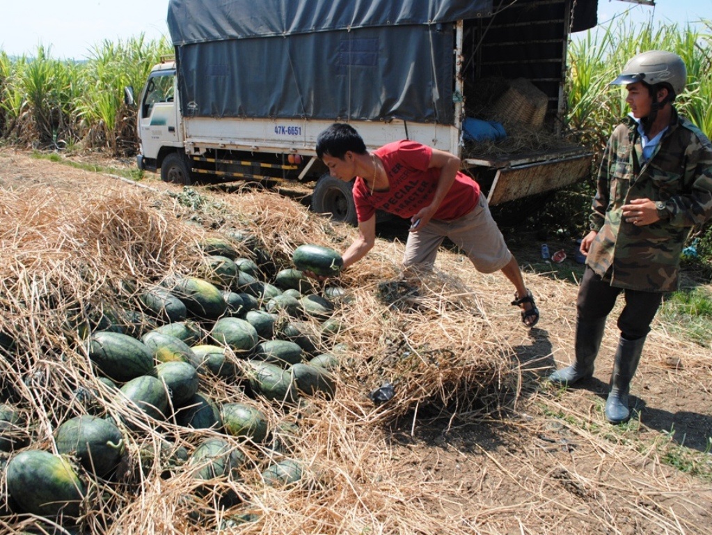 Một chuyến xe tải chở dưa phải đóng phó 500.000 đồng - 1 triệu đồng