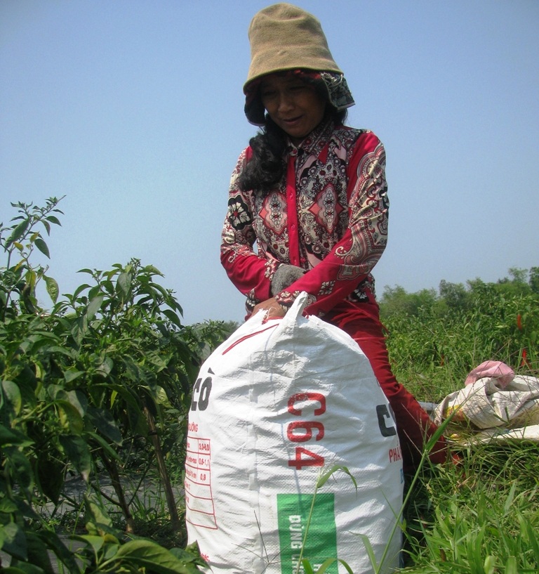 Một công lao động hái ớt được 140.000 đồng/ngày, góp phần giải quyết lao động theo thời vụ