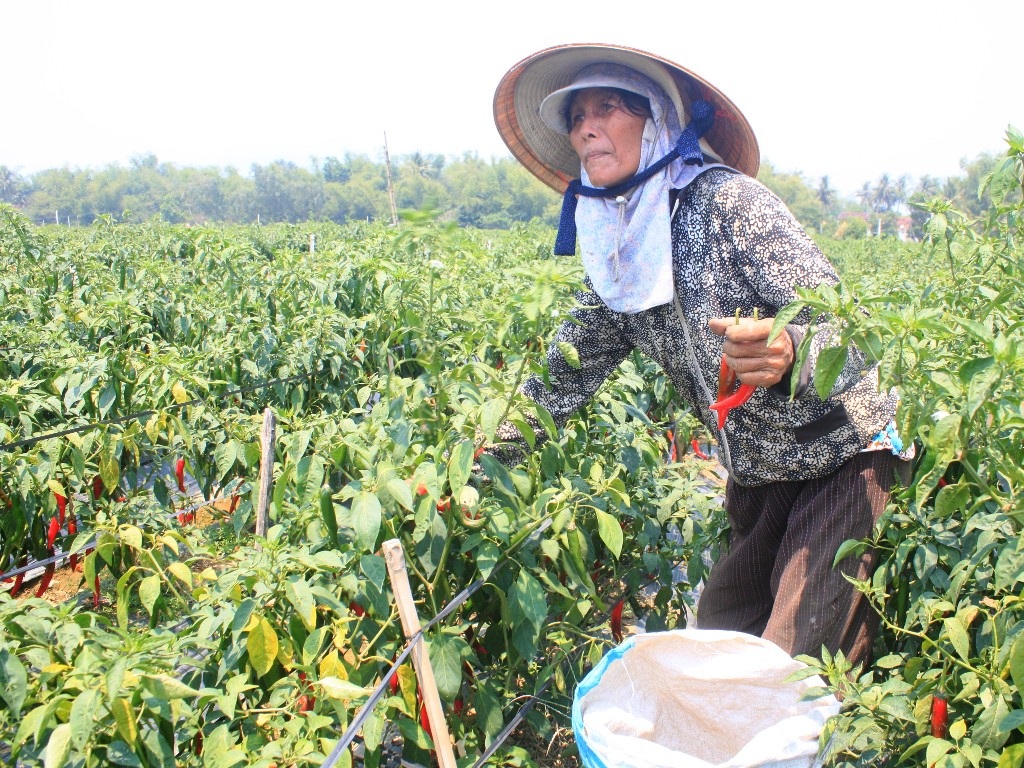 Giá ớt cao hơn gấp 10 lần năm ngoái, nông dân phấn khởi