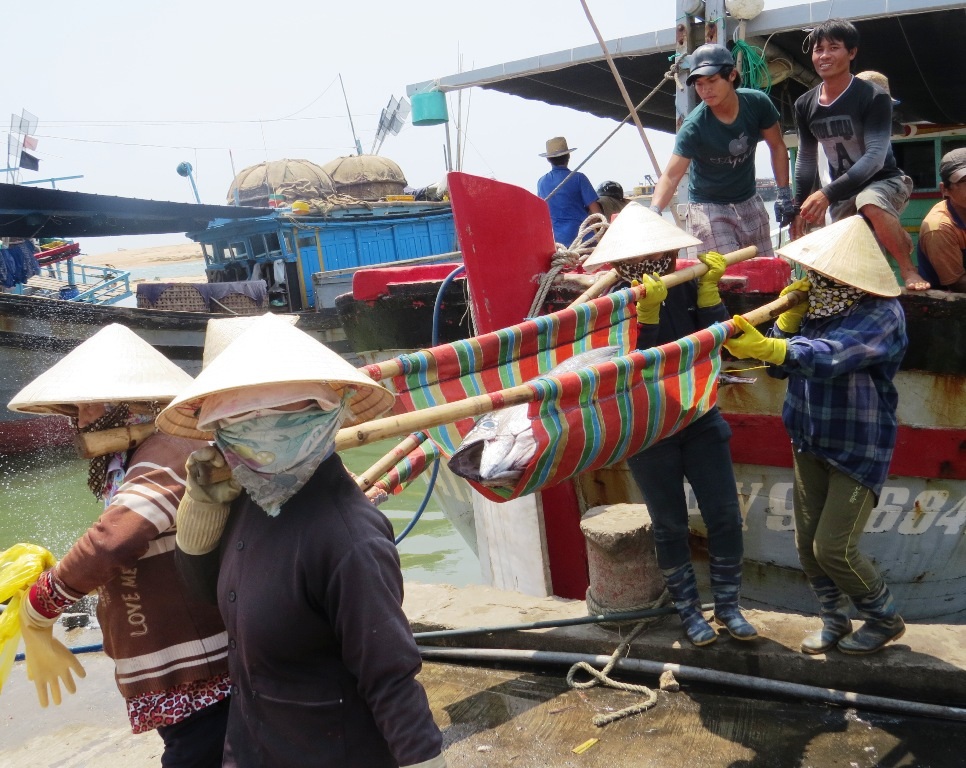 Giá cá ngừ đại dương giảm mạnh ngư dân lo lắng