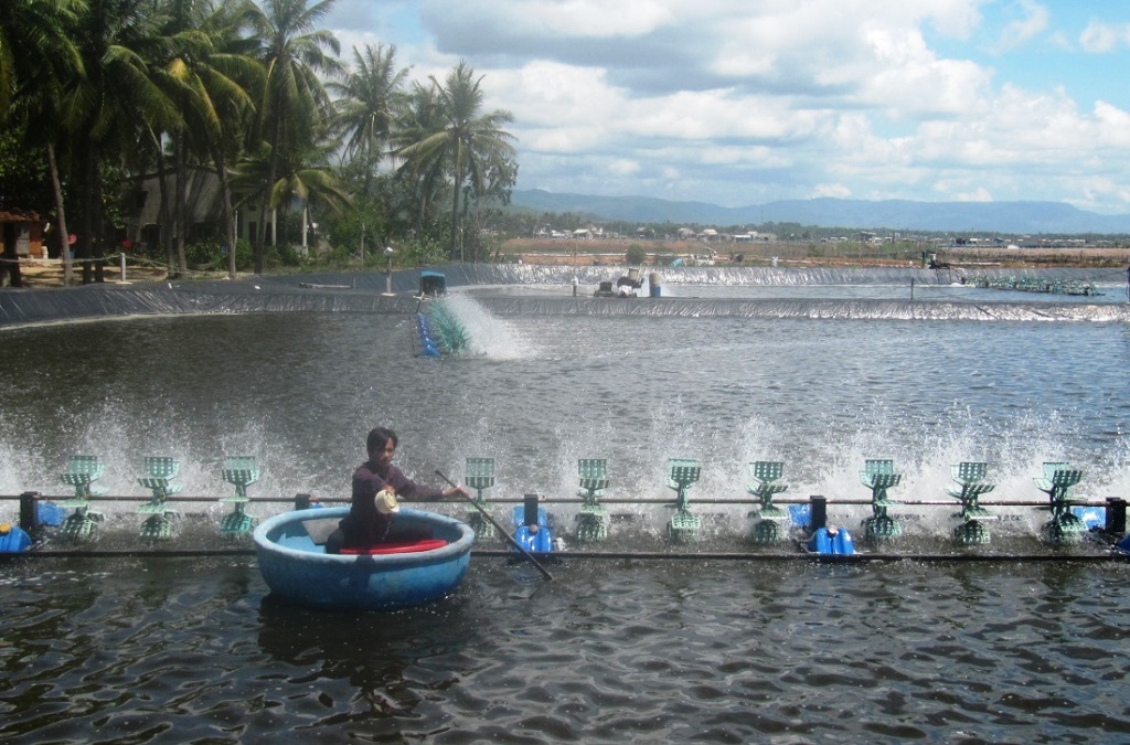 Nhiều hồ tôm “bỏ giá” vì ô nhiễm