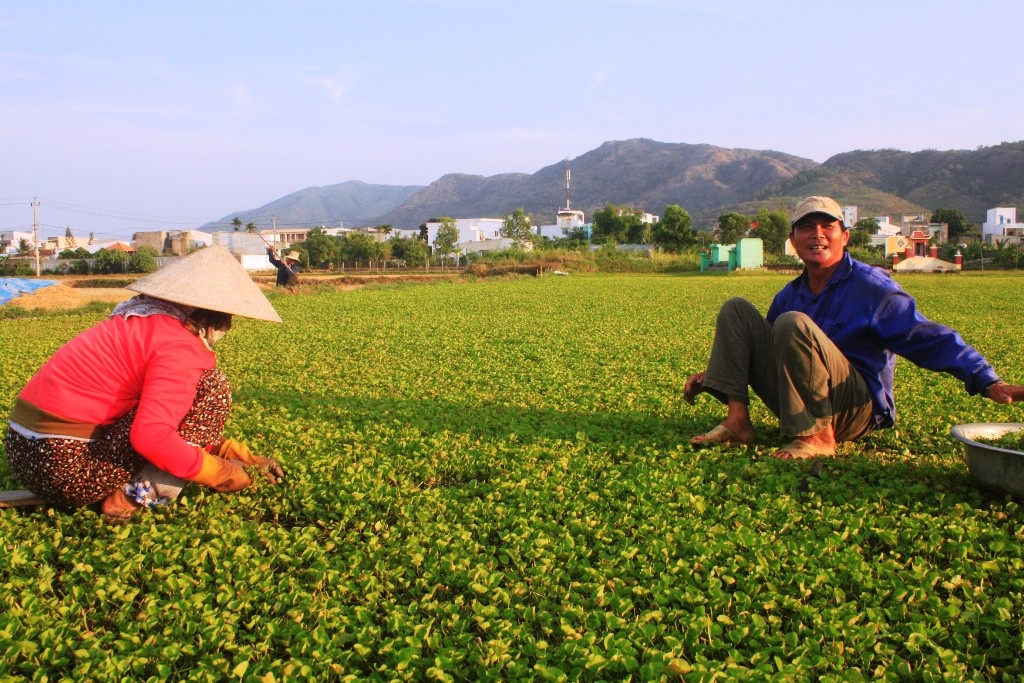 Trồng rau má nặng nhất là khâu làm cỏ cho rau