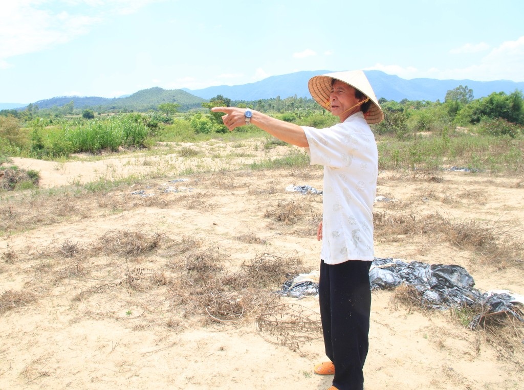 Ông Tuấn đứng bên mảnh ruộng hơn 3 sào bị cát bồi lấp không thể sản xuất