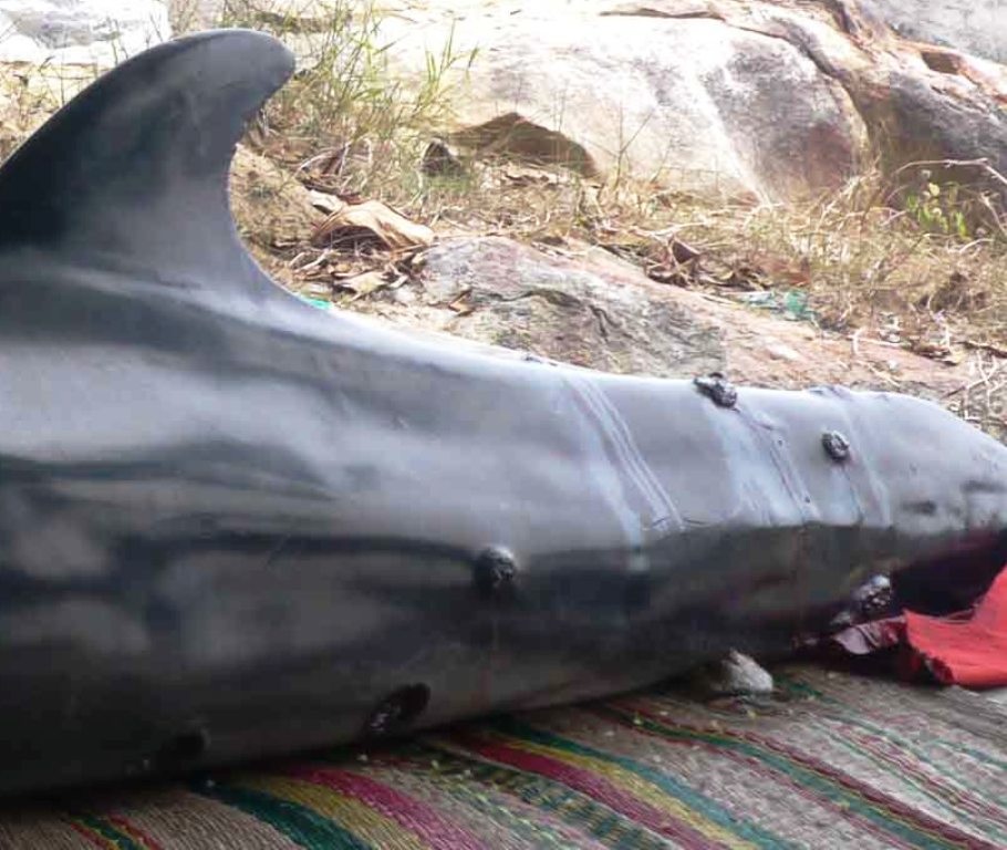 Cá heo với nhiều thương tích trên mình được ngư dân đưa về lăng Ông Nam Hải (ở Bãi Xếp) 