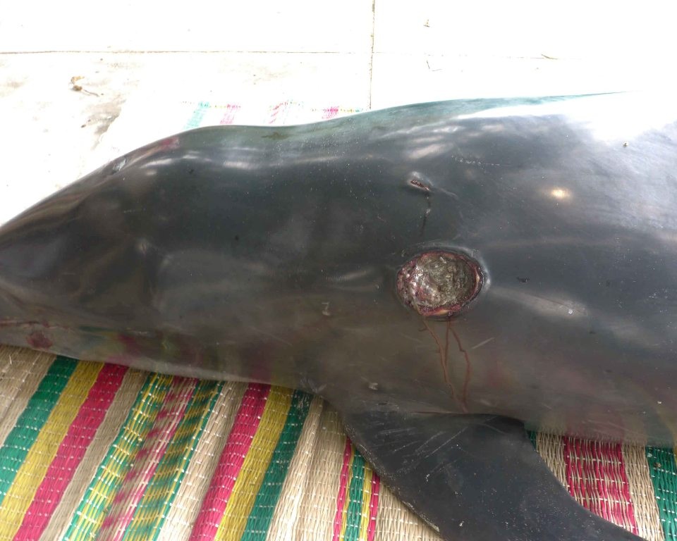 Cá heo với nhiều thương tích trên mình được ngư dân đưa về lăng Ông Nam Hải (ở Bãi Xếp) 