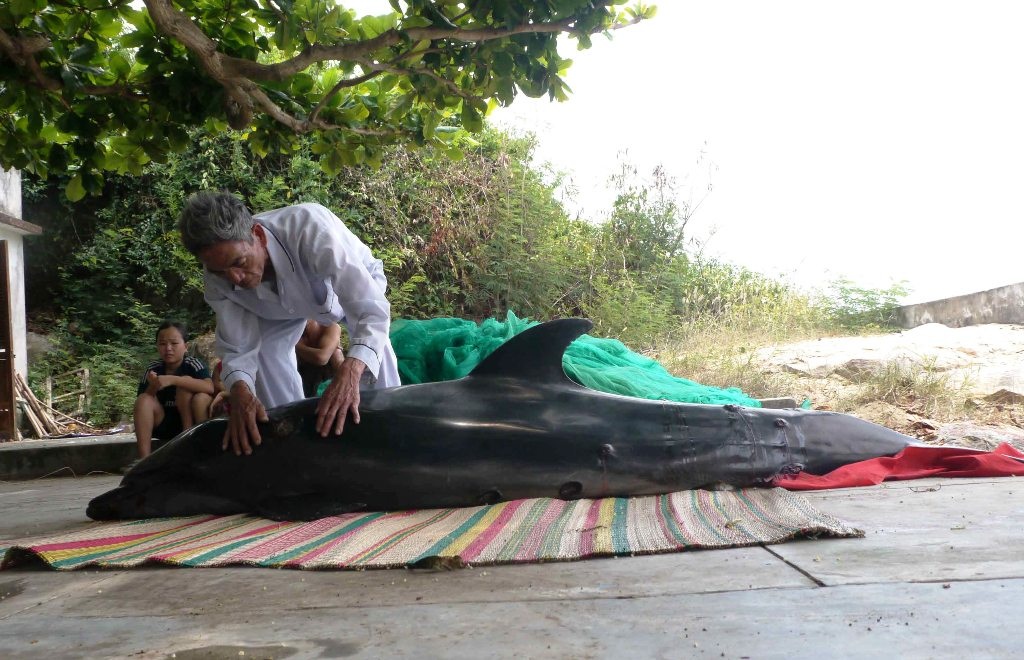 Cá heo hấp hối dạt vào bờ biển Quy Nhơn