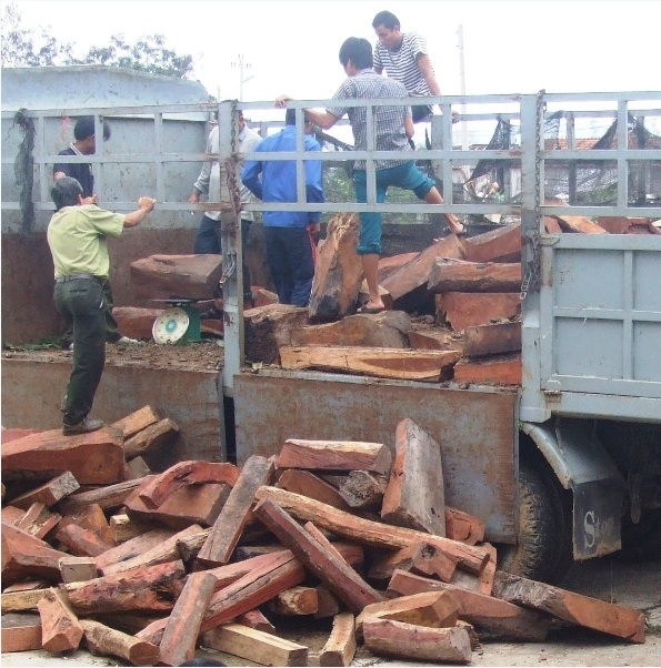 Phát hiện xe chở gỗ trắc trị giá hàng tỷ đồng - 1 Giá trị số gỗ trên thị trường khoảng hơn 4 tỷ đồng (ảnh minh họa)