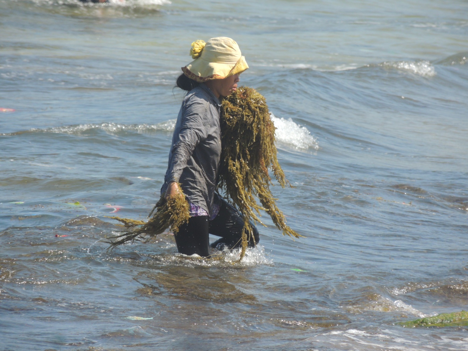 Cả ngày lội biển mò rong giữa cái nắng 40 độ C