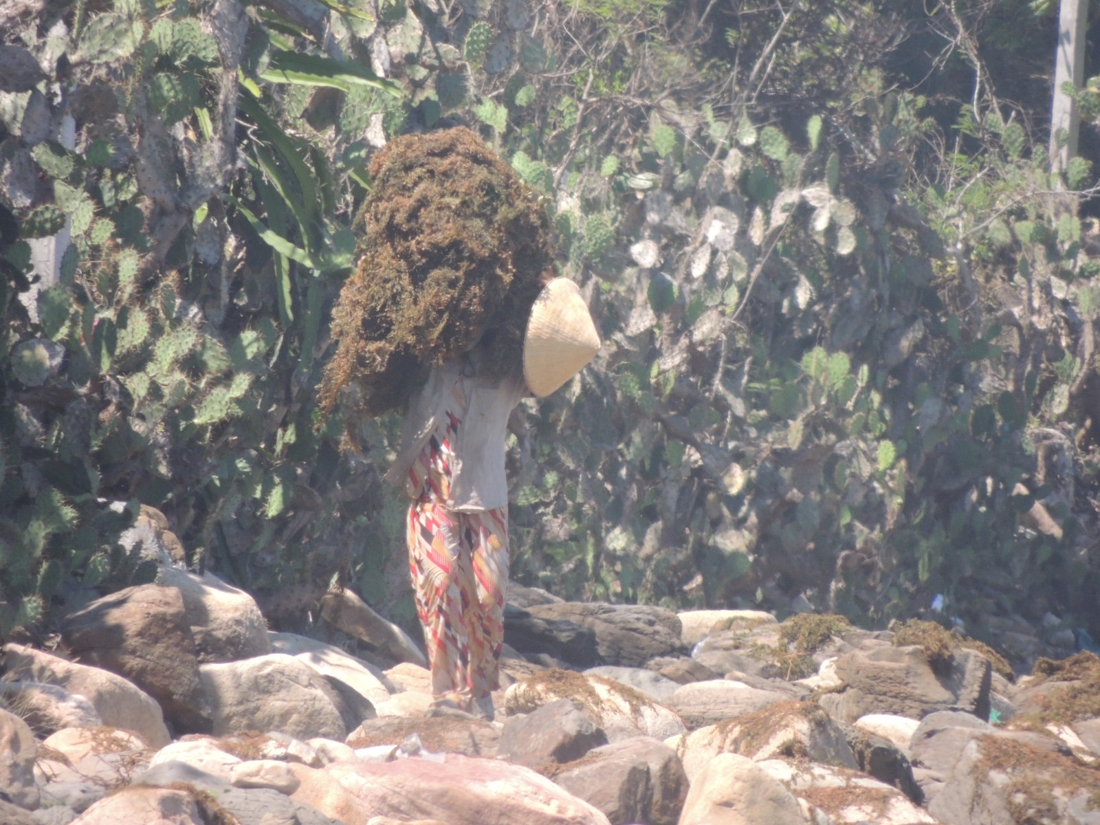 Công việc phơi rong cũng vô cùng vất vả.