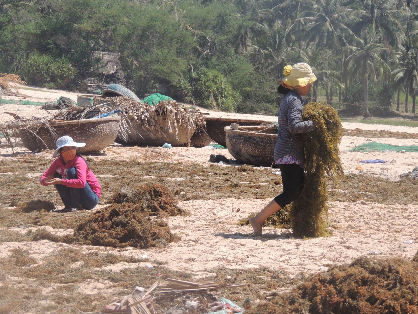 Công việc phơi rong cũng vô cùng vất vả.