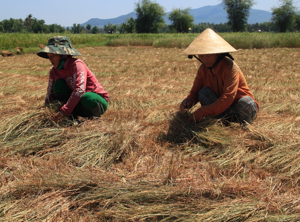 Lúa chết cháy đến bò cũng không buồn ăn