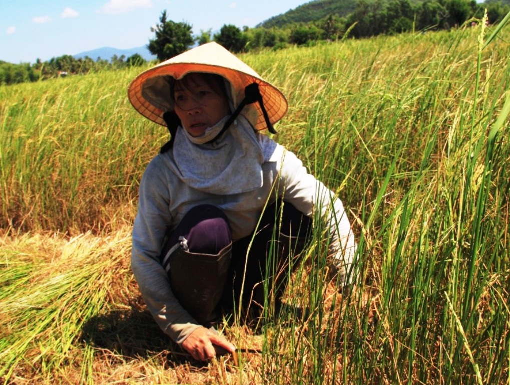 Bà Cúc phờ phạc bên đám ruộng phải cắt bỏ cho bò ăn