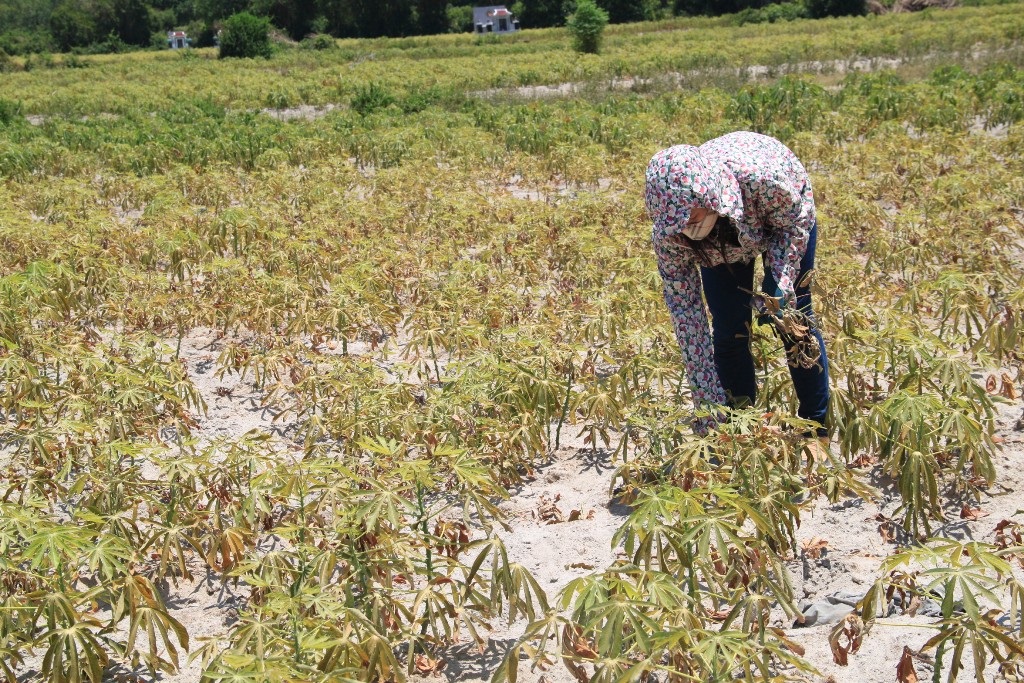 Hoa màu đang có nguy cơ chết cháy