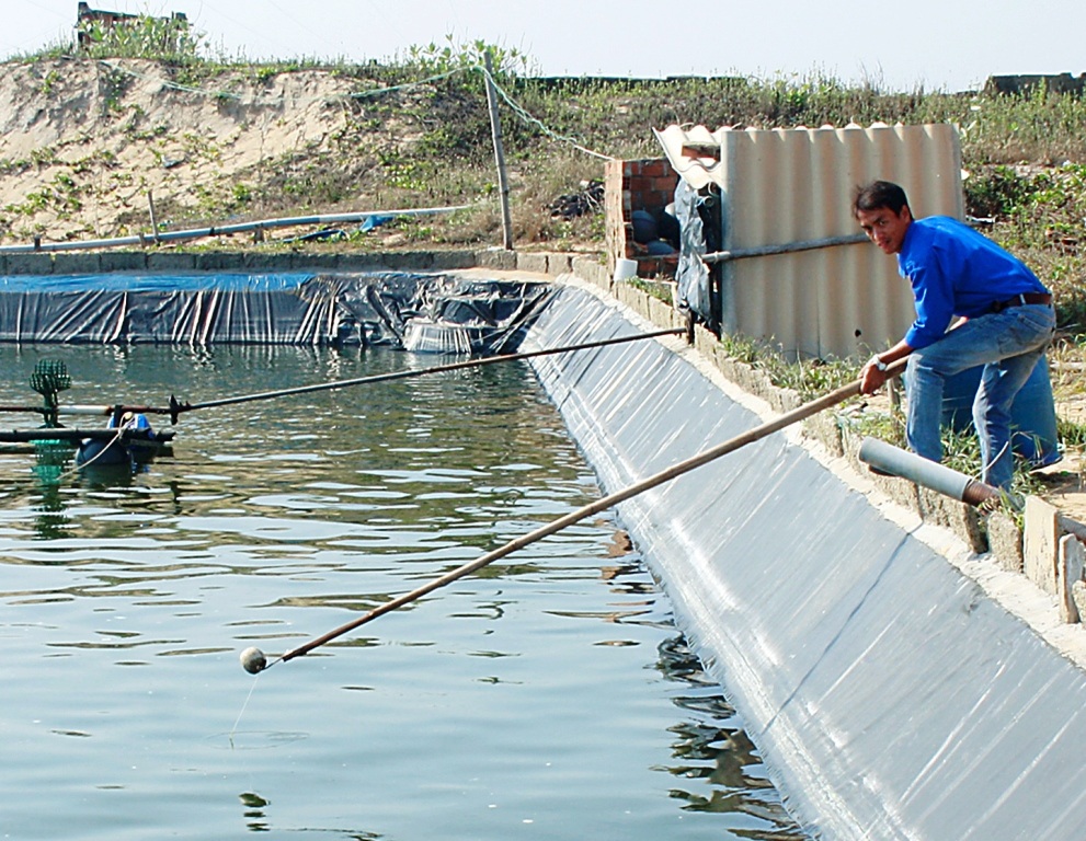 Thu vài trăm triệu mỗi năm nhờ nuôi tôm trên cát