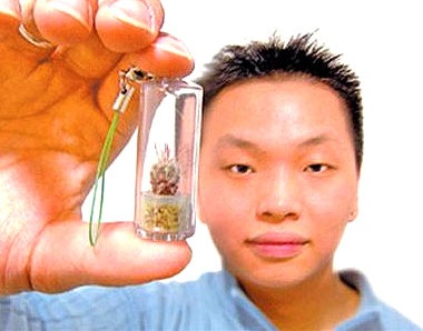 Làm giàu bằng ý tưởng “cây cảnh bỏ túi” - 1 Làm giàu bằng ý tưởng “cây cảnh bỏ túi”