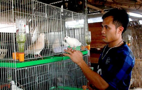 Bỏ việc văn phòng về quê nuôi chim, đút túi tiền tỷ - 1 Bỏ việc văn phòng về quê nuôi chim, đút túi tiền tỷ