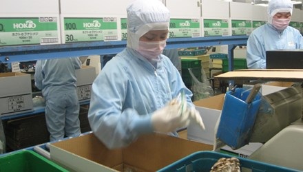 Xuất khẩu lao động sang Nhật Bản: Cẩn thận “chiêu” lừa mới - 1 Lao động Việt Nam làm việc một nhà máy ở Kagawa-Hokto, Nhật Bản. Ảnh: Phạm Dũng