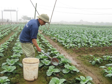 Lao động nông nghiệp có cơ hội đươc hưởng chính sách an toàn, vệ sinh lao động