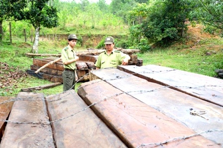 Đình chỉ cán bộ kiểm lâm để phục vụ công tác điều tra - 1 Đình chỉ cán bộ kiểm lâm để phục vụ công tác điều tra