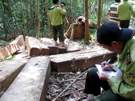 Mở đợt truy quét phá rừng, khai thác lâm sản trái phép - 1 Mở đợt truy quét phá rừng, khai thác lâm sản trái phép