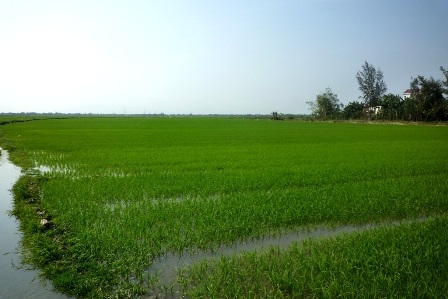 Cánh đồng lúa xã Điện Phương