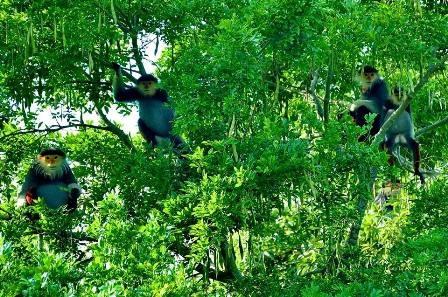 Lên núi Sơn Trà ngắm “Nữ hoàng của loài linh trưởng”