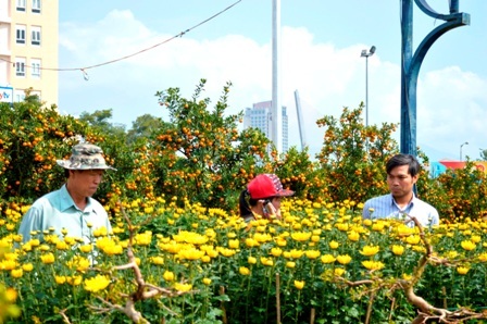 Hoa cúc loại trung bình giảm giá từ 400 nghìn đồng xuống còn 300-200 nghìn đồng