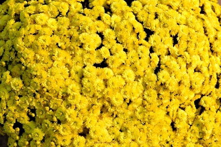 Cúc mâm xôi đường trang trí trên đường Bạch Đằng