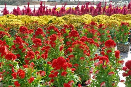 Hoa mào gà trang trí trên đường Bạch Đằng