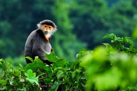 Lên núi Sơn Trà ngắm “Nữ hoàng của loài linh trưởng”