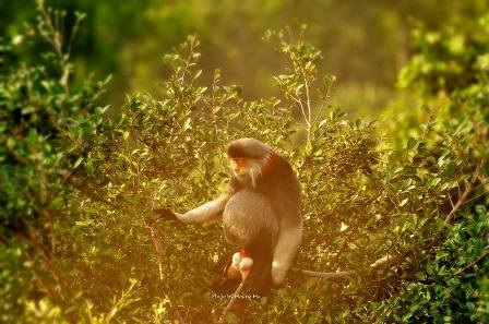 Lên núi Sơn Trà ngắm “Nữ hoàng của loài linh trưởng”