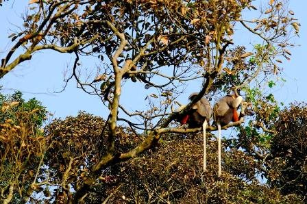 Lên núi Sơn Trà ngắm “Nữ hoàng của loài linh trưởng”