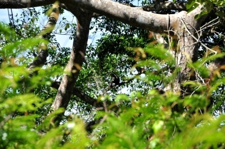 Thấp thoáng trong rừng cây trên núi Sơn Trà, du khách có thể bắt gặp voọc đang ẩn mình trong đó