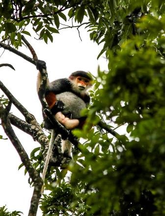 Lên núi Sơn Trà ngắm “Nữ hoàng của loài linh trưởng”