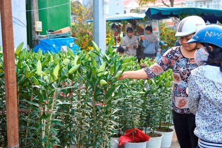 Hoa ly có giá trên 300 nghìn đồng một cặp