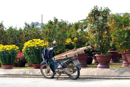 Nhọc nhằn nghề chở hoa cuối năm - 2 Phương tiện chở hoa là chiếc xe máy