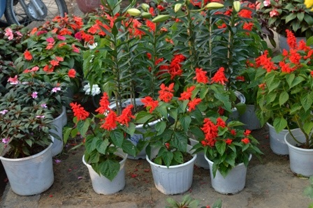 Hoa xác pháo 20 nghìn đồng một chậu