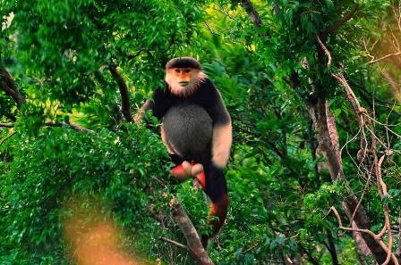 Lên núi Sơn Trà ngắm “Nữ hoàng của loài linh trưởng”