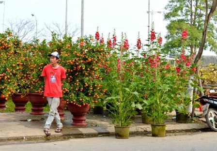 Khu vực hoa mãn đình hồng vắng khách