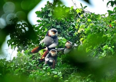 Lên núi Sơn Trà ngắm “Nữ hoàng của loài linh trưởng”