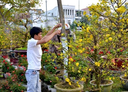 Một người làm vườn bên gốc mai thế, năm nay mai nở sớm nên giá mai theo đó cũng giảm khá nhiều
