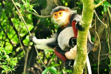 Lên núi Sơn Trà ngắm “Nữ hoàng của loài linh trưởng”