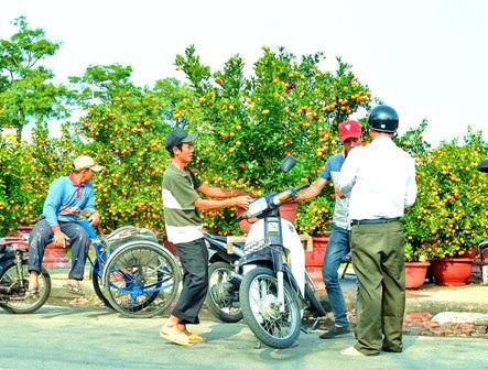 Quất vẫn là một trong những mặt hàng cây cảnh hút khách