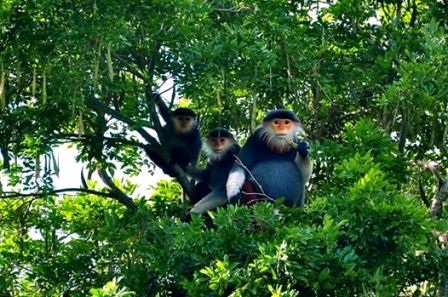 Lên núi Sơn Trà ngắm “Nữ hoàng của loài linh trưởng”