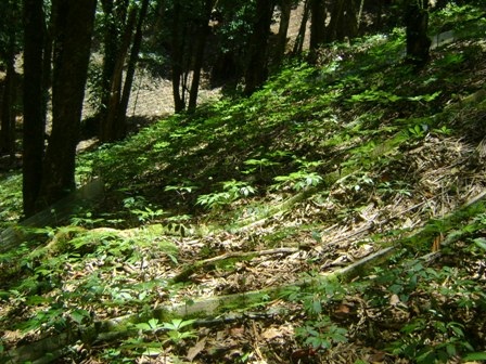 Sâm Ngọc Linh được trồng dưới tán rừng