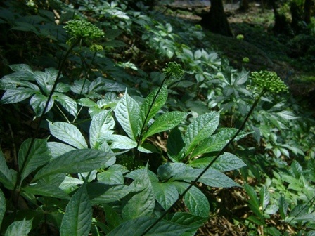 Ở núi Ngọc Linh là nơi có điều kiện để sâm phát triển tốt